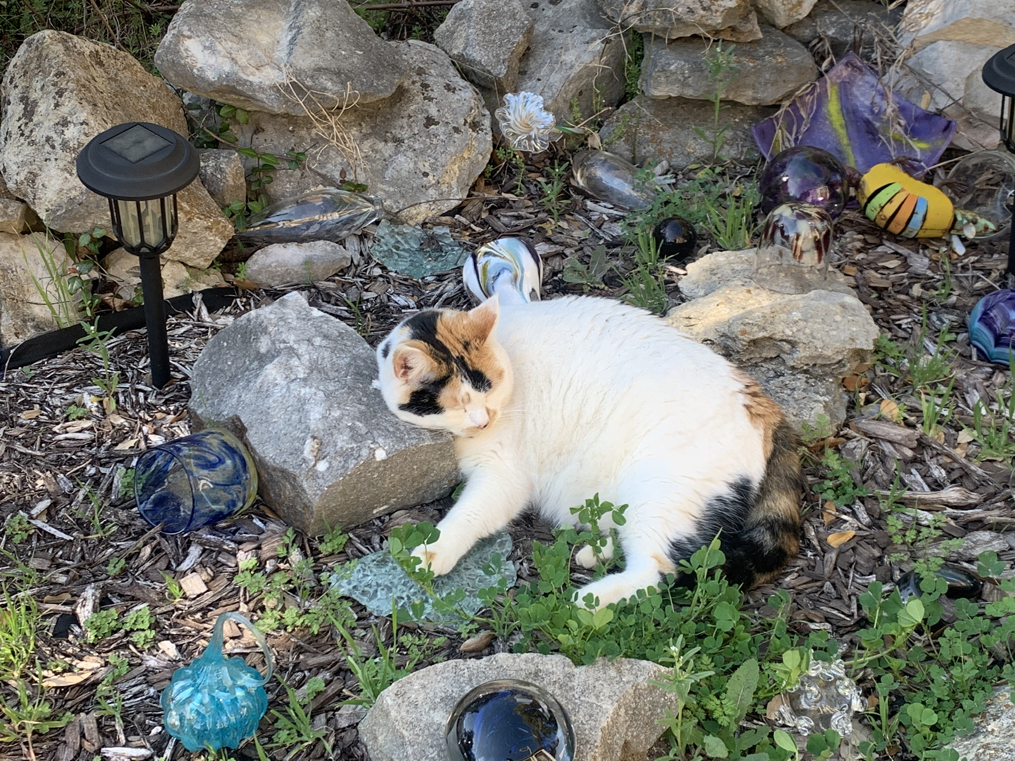 Lazy cat in the glass garden