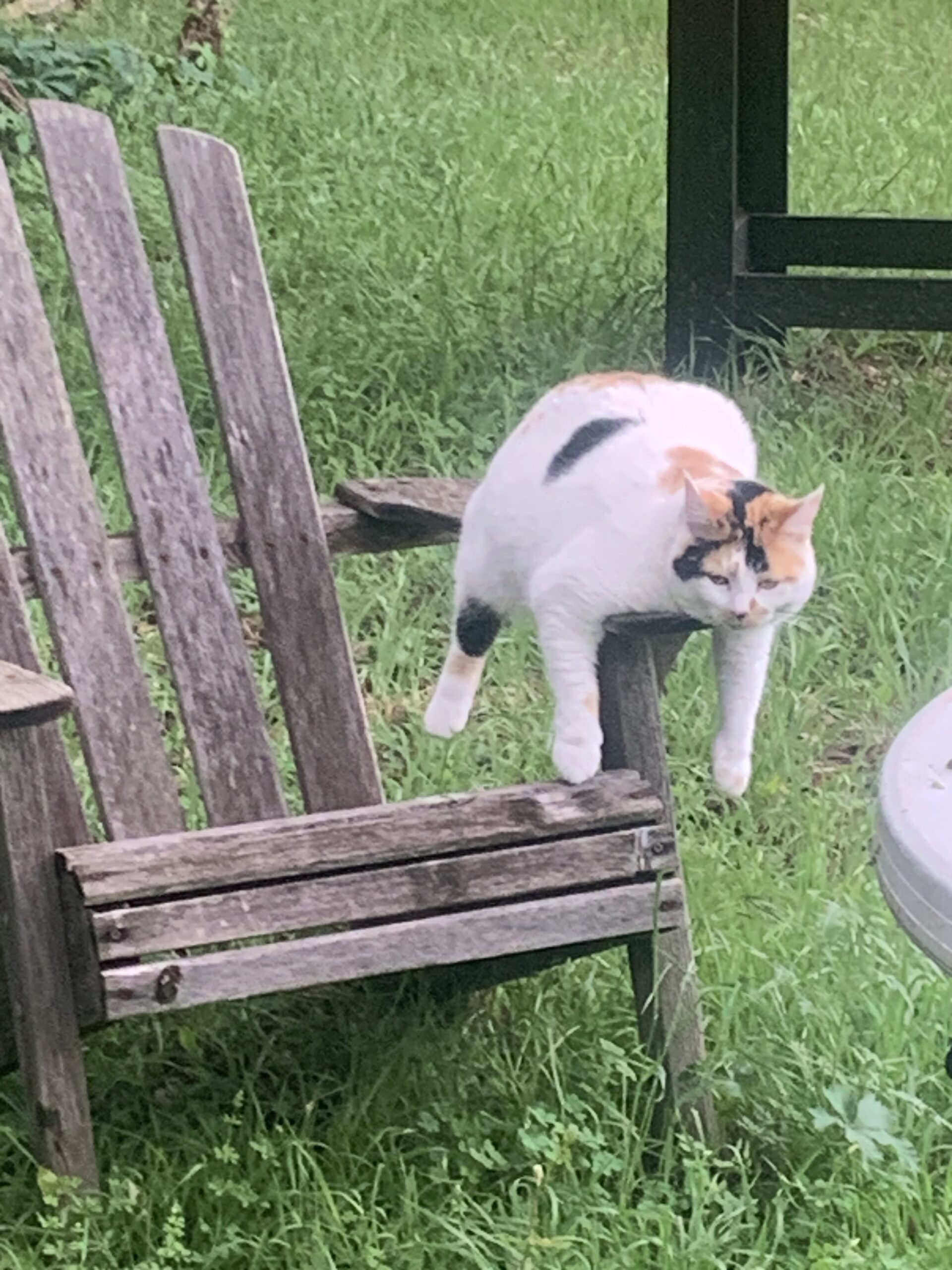 the lazy cat hanging out in the yard